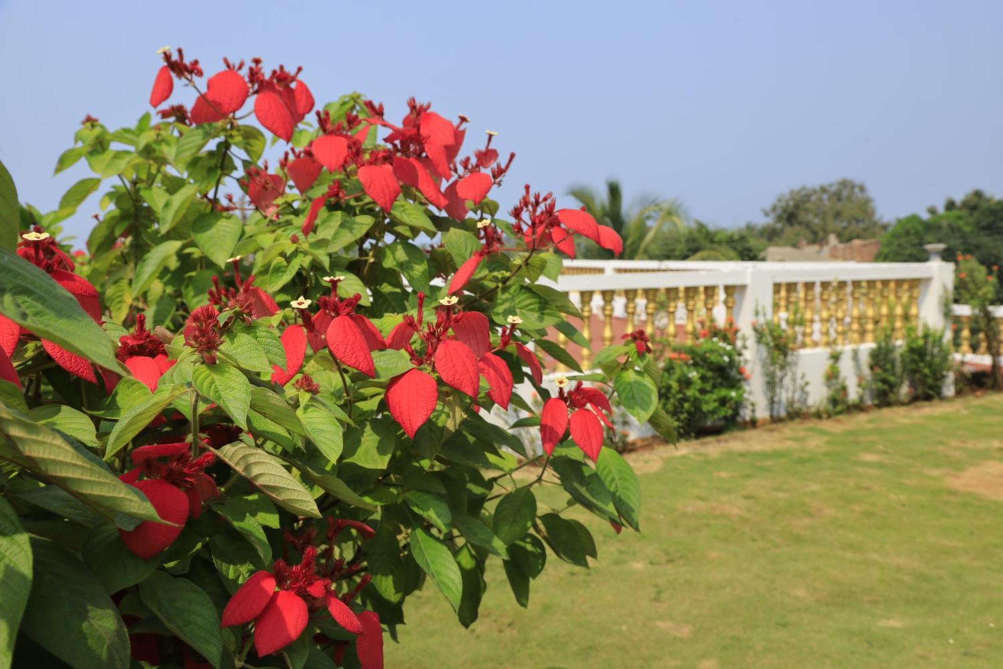 Sparv Aulakhs Resort 曼德姆 外观 照片